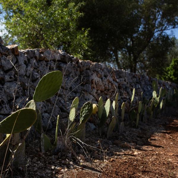 Lamia Petricore - Holiday house in Puglia