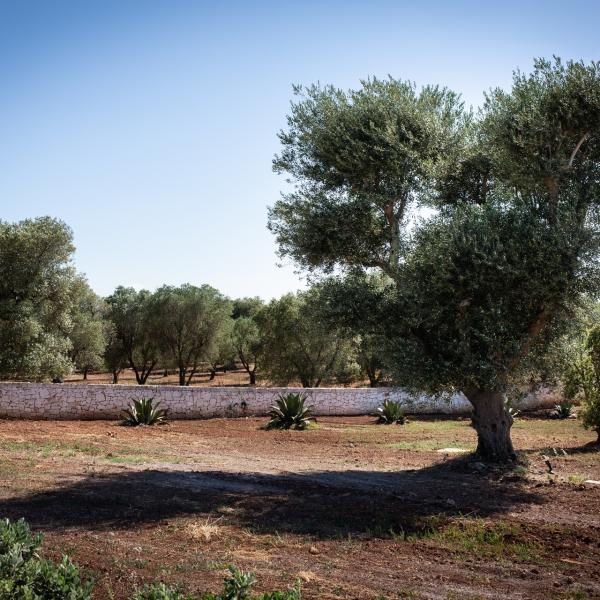 Lamia Petricore - Holiday house in Puglia